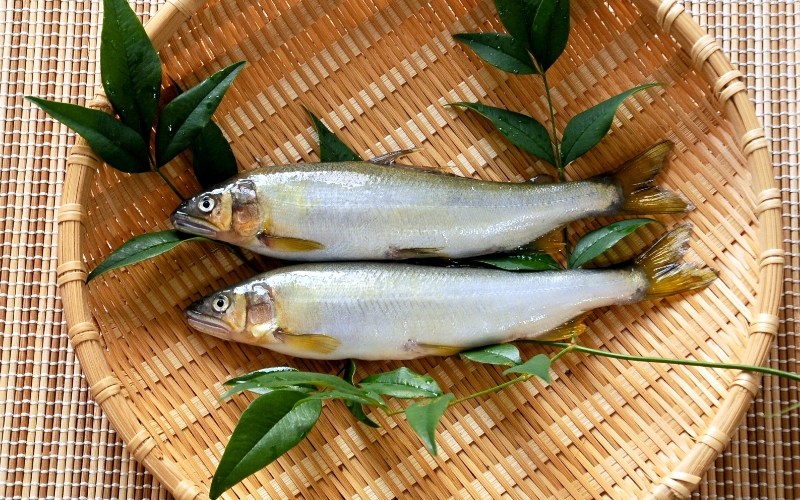 由良川の落ち鮎